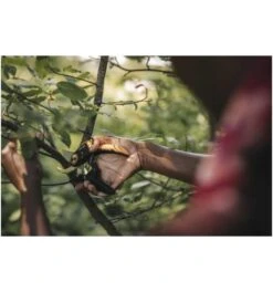 Fiskars Bypass Gartenschere (P721) Plus PowerLever 5 Fiskars Bypass Gartenschere (P721) Plus PowerLever -Feco Garten Geschaft gartenschere universalschere 784314 czm